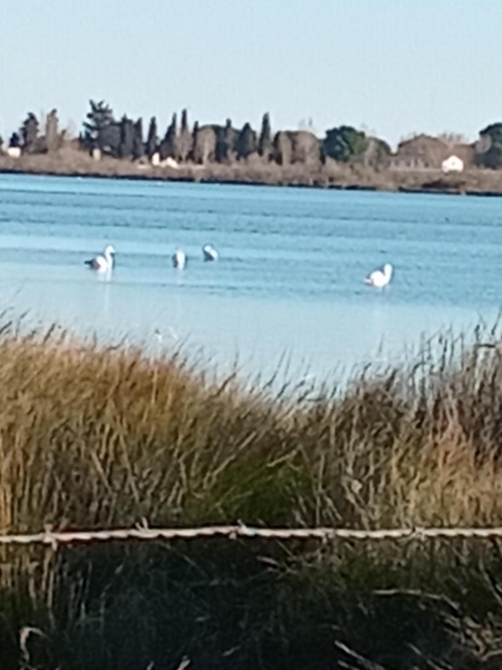 Aigues Mortes Studio De Vacances En Camargue Luaran gambar